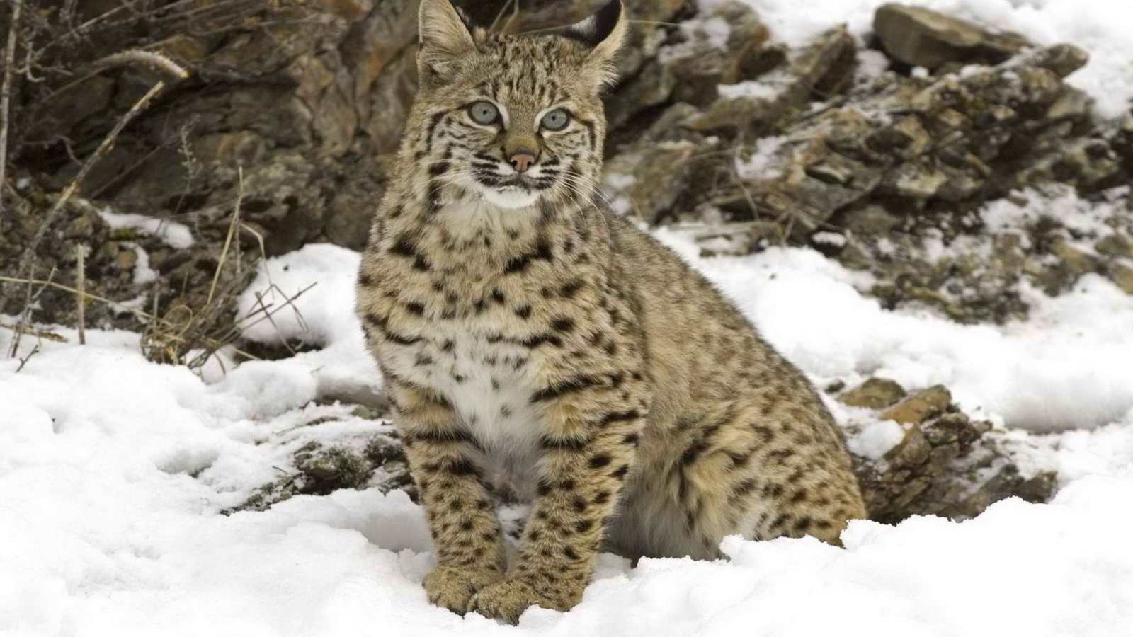 Рысь на снегу