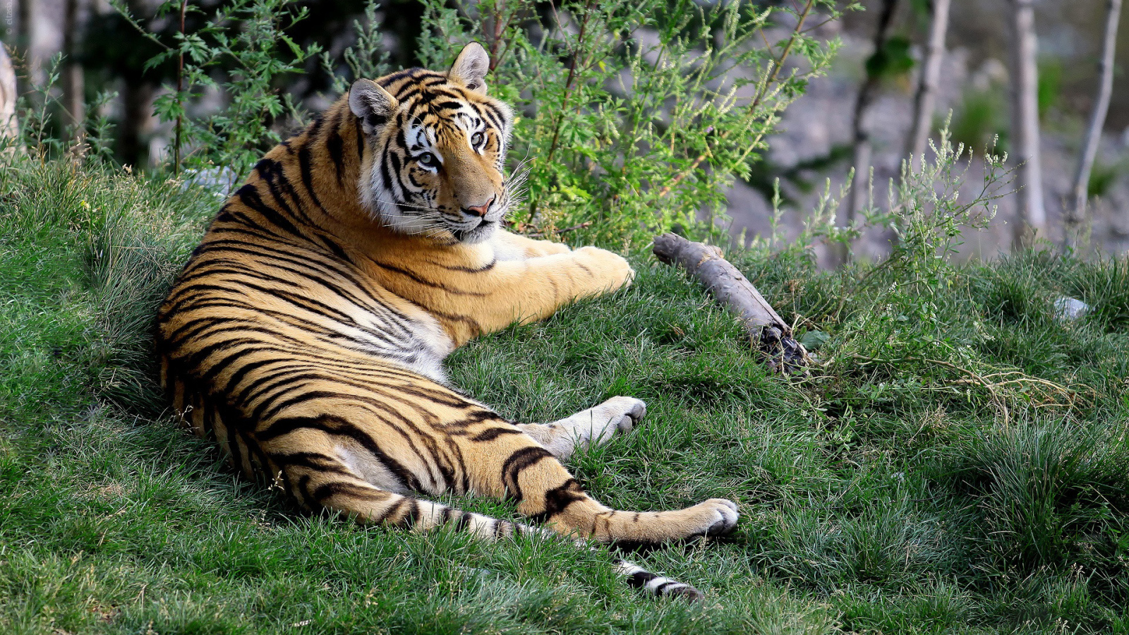 Отдыхающий тигр