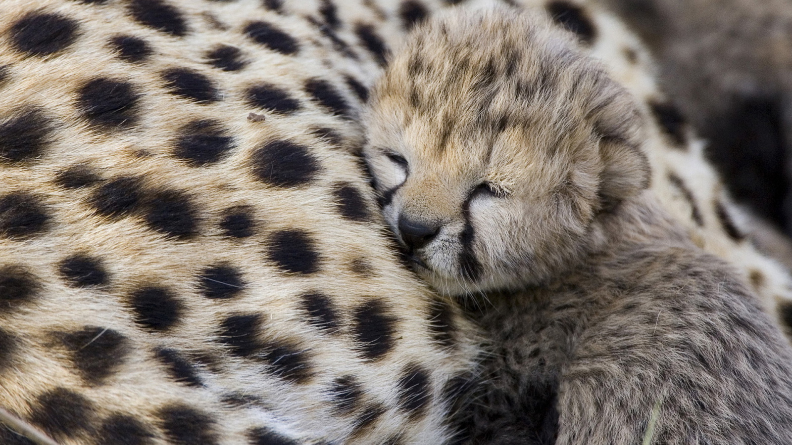 Спящий гепардик