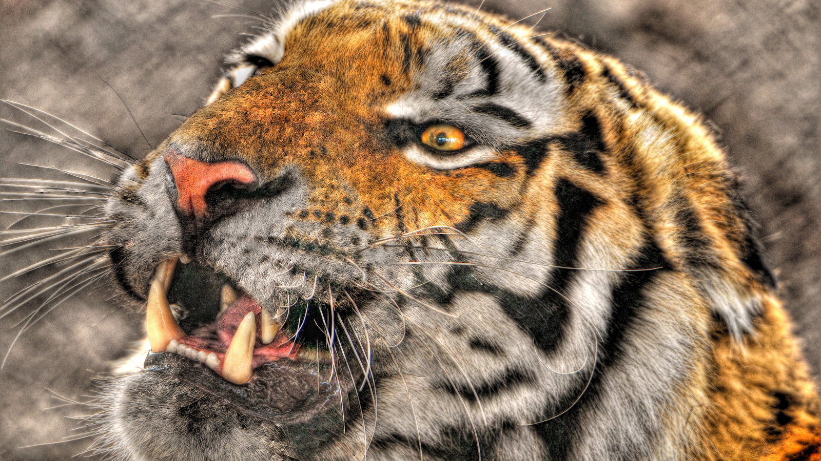 Оскалившийся тигр