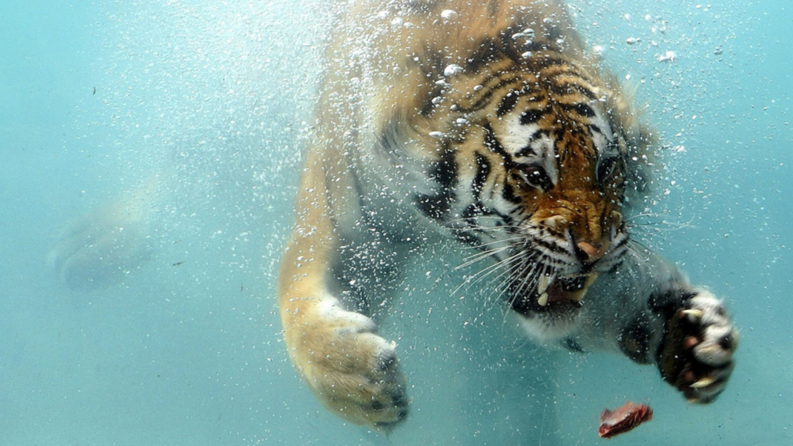 Тигр под водой