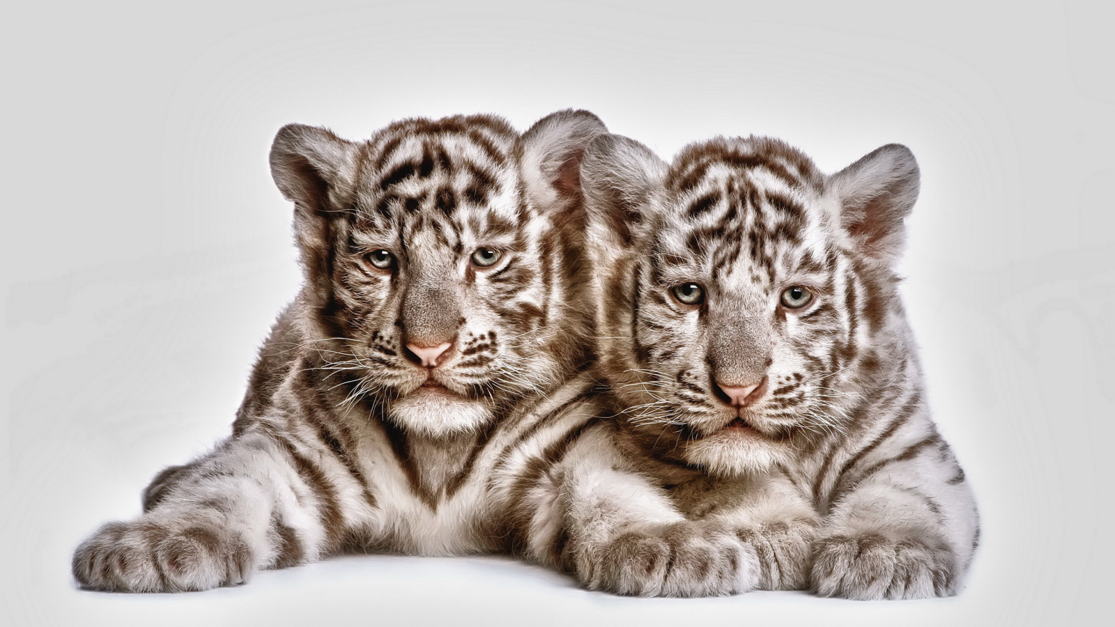 Два тигренка