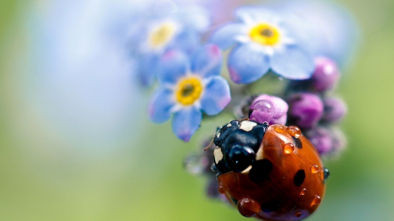 Божья коровка на цветах