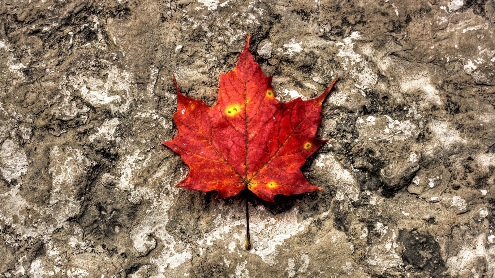 Лист на камне