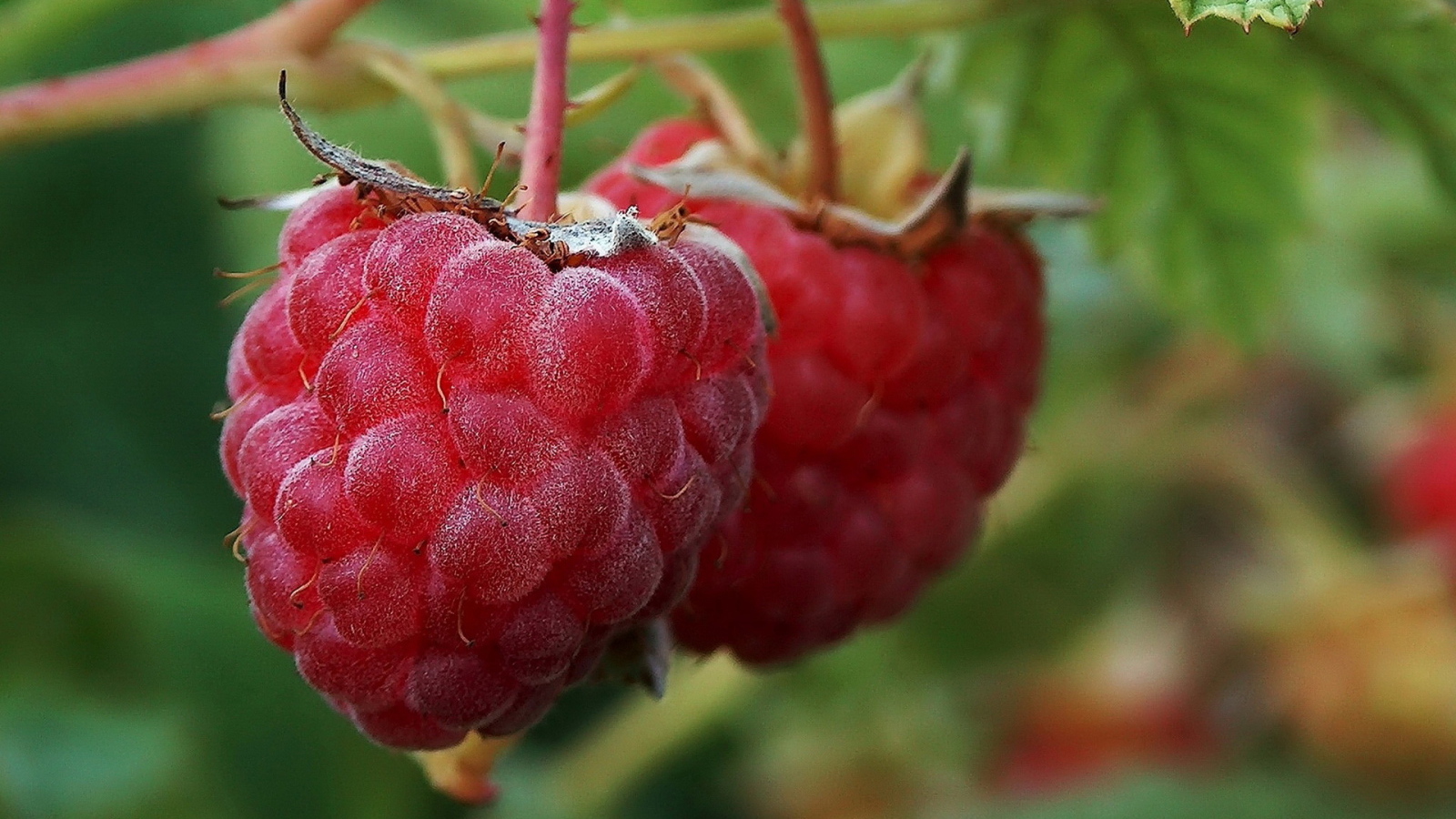 Малина на ветке