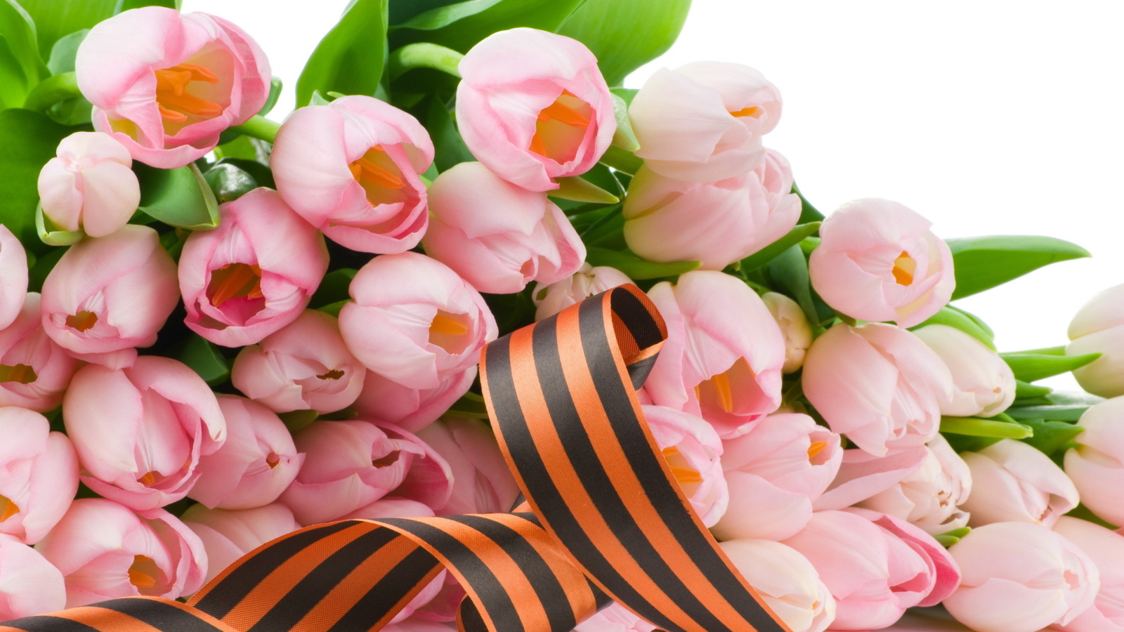 Лента и тюльпаны