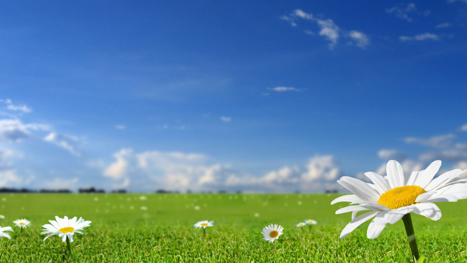 Летнее настроение