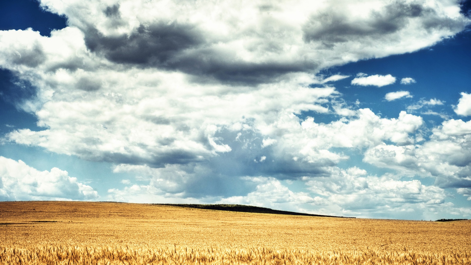 Пшеничное поле