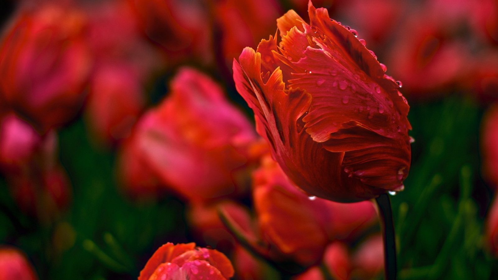 Красивые тюльпаны