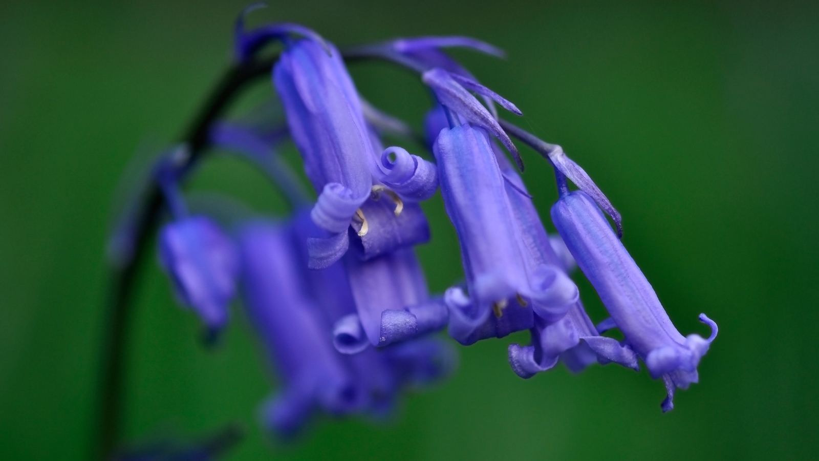 Колокольчики