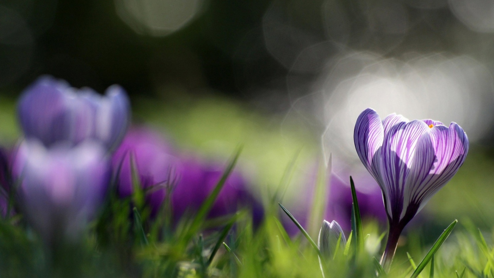 Распустившийся крокус