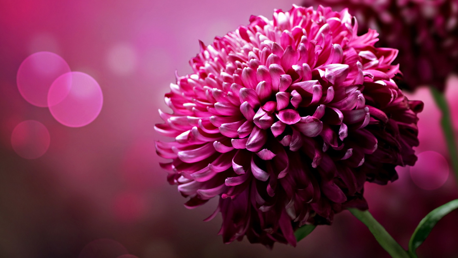 Хризантема