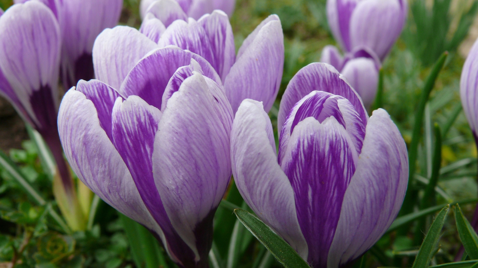 бутоны Крокусов