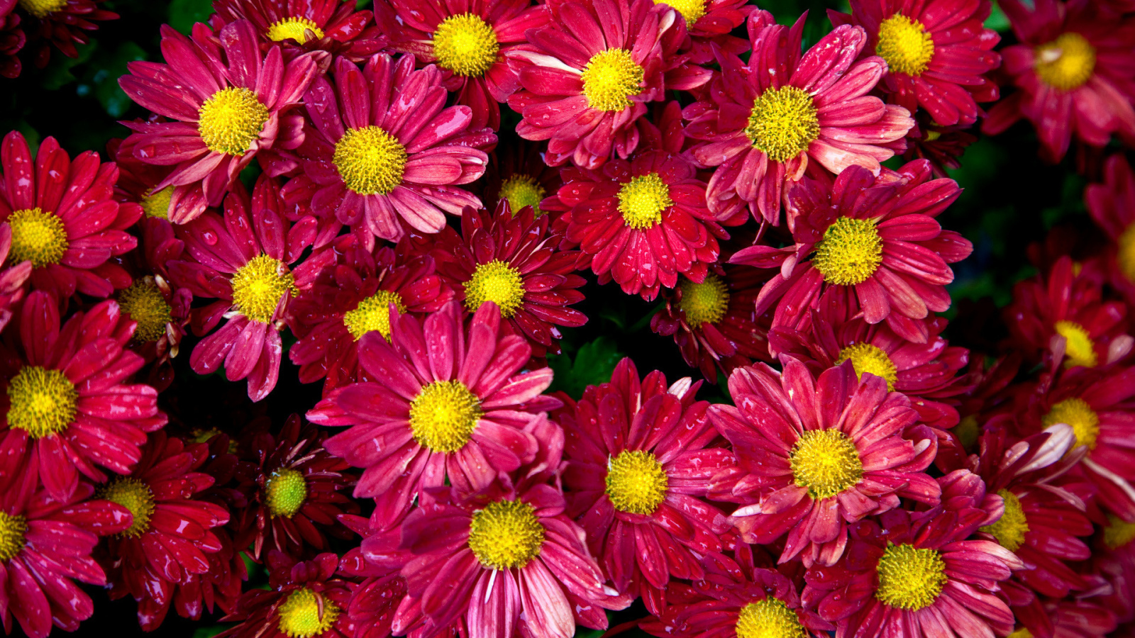 Цветочный ковер