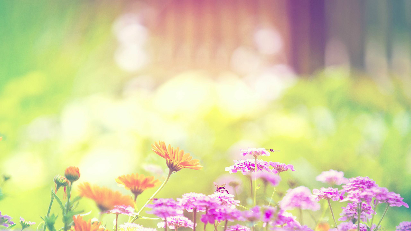 Цветы на клумбе