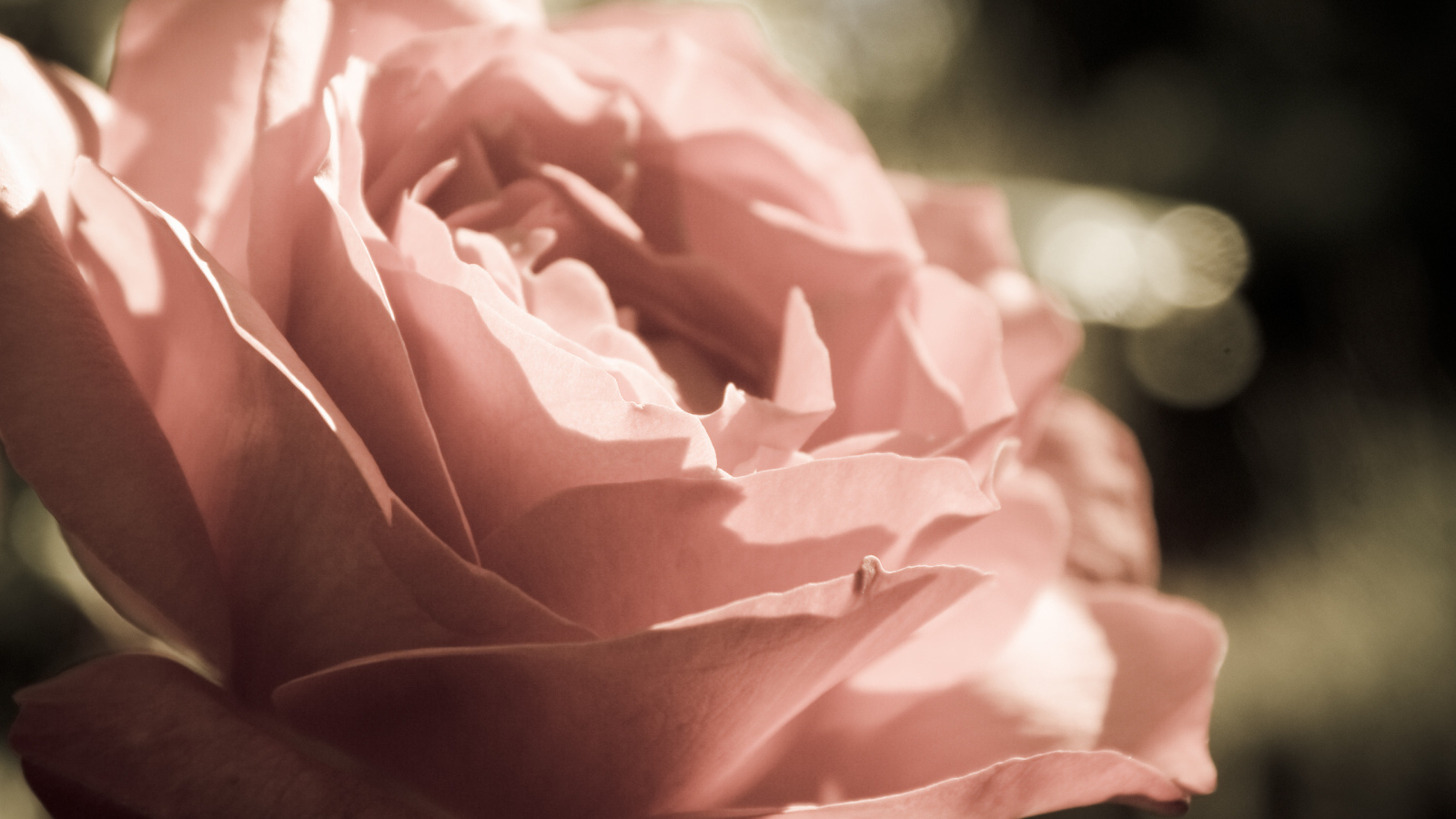 Розовая роза