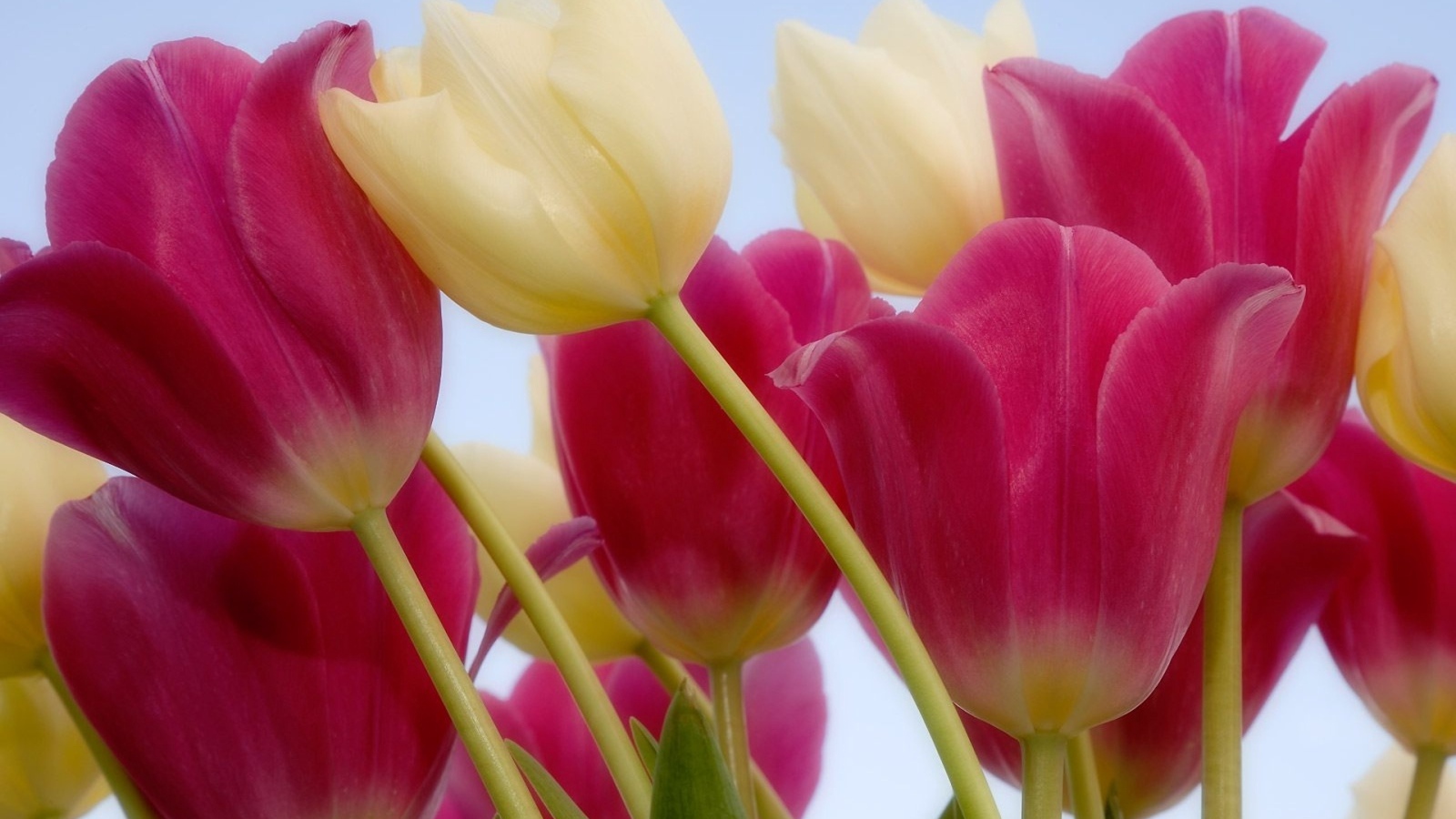 Россыпь тюльпанов