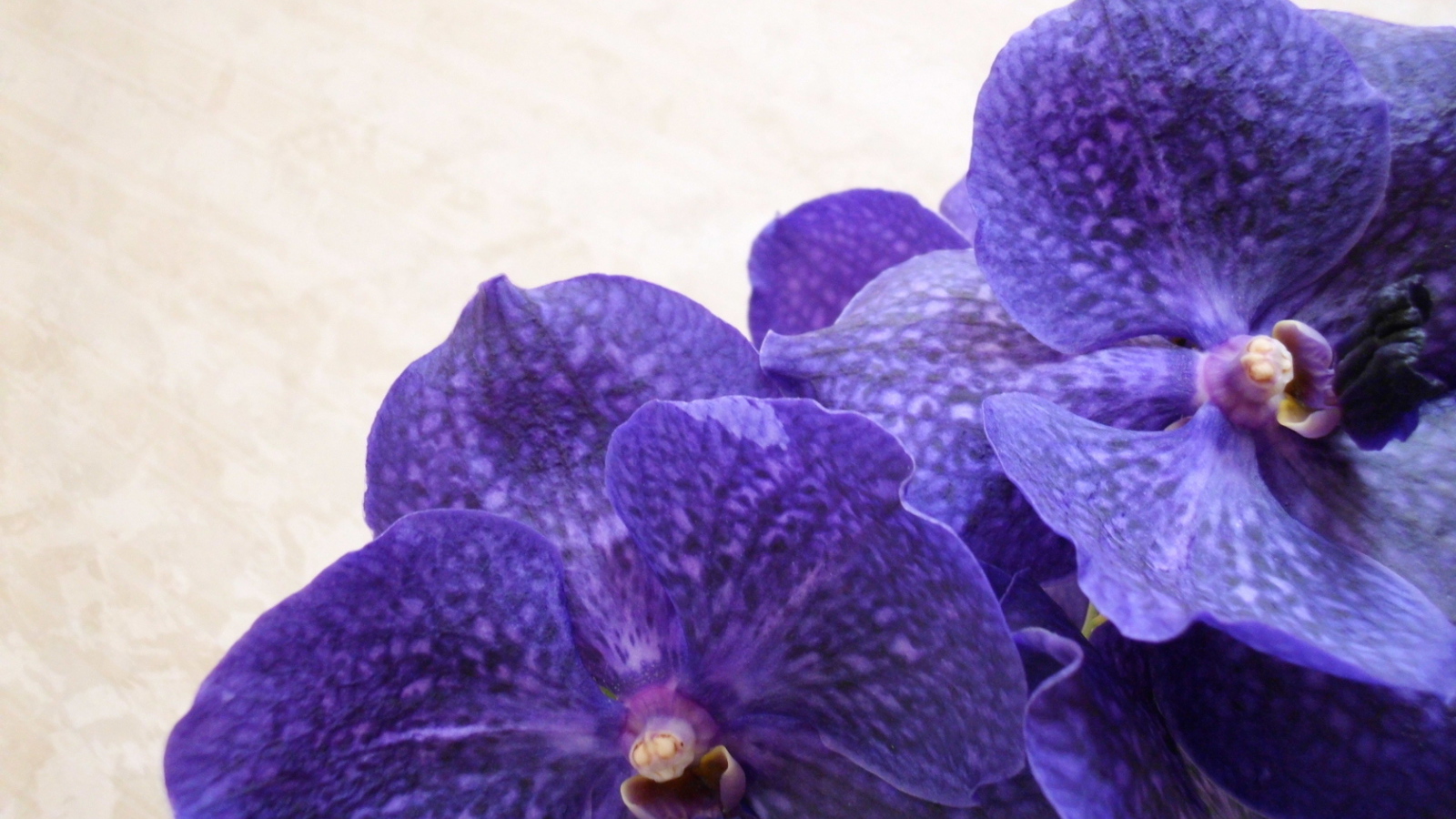 Сиреневая ванда