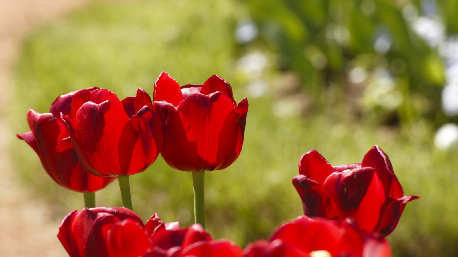 Красные тюльпаны