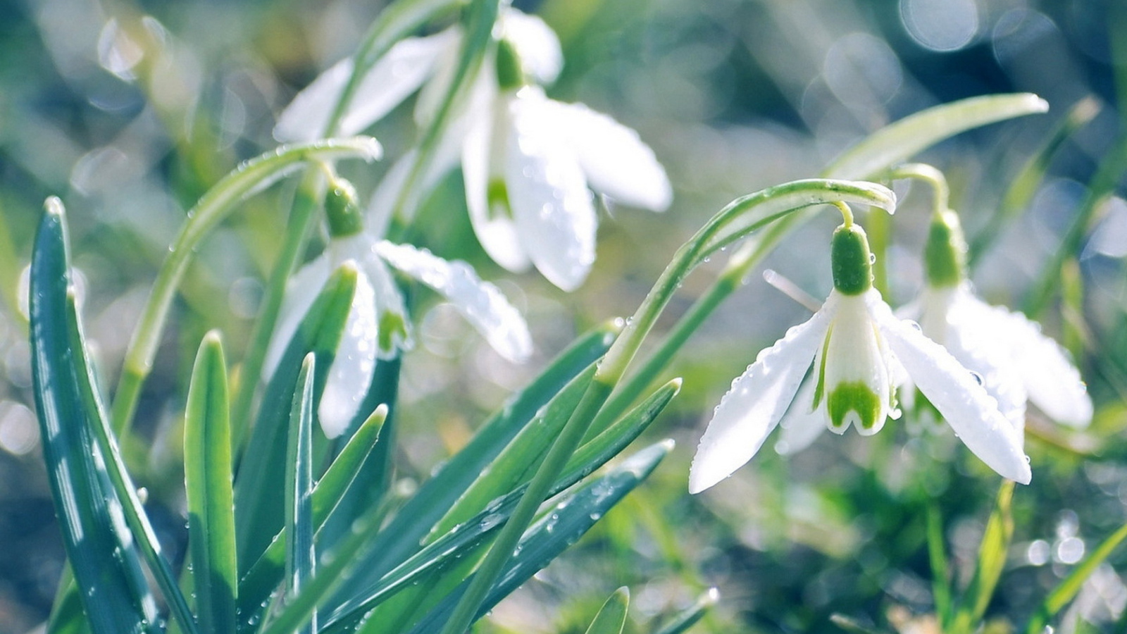 Подснежники