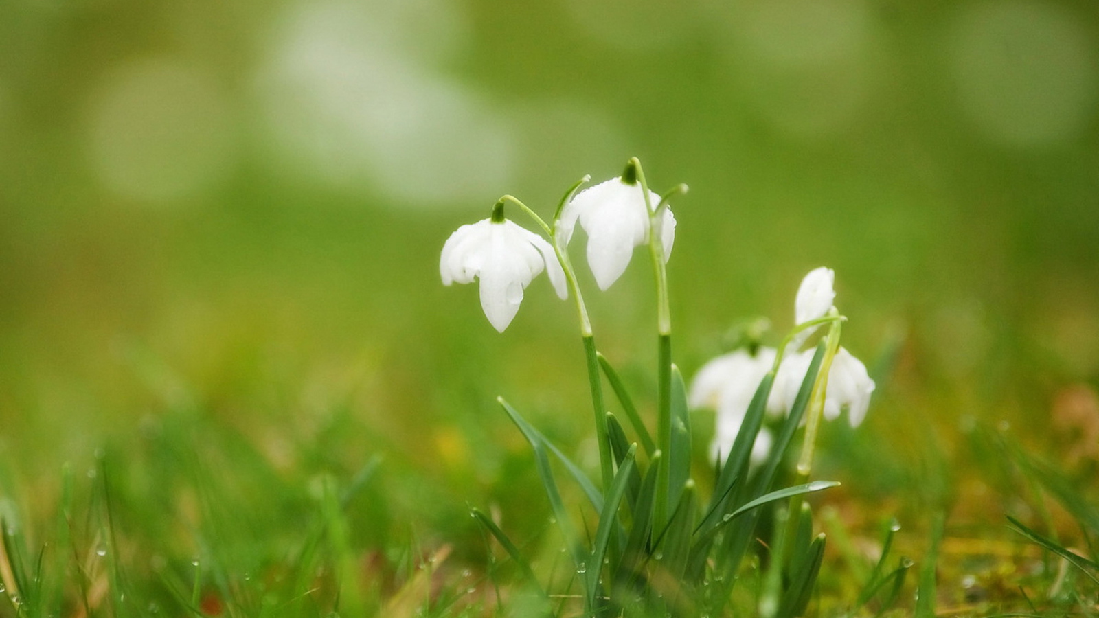 Подснежники в траве