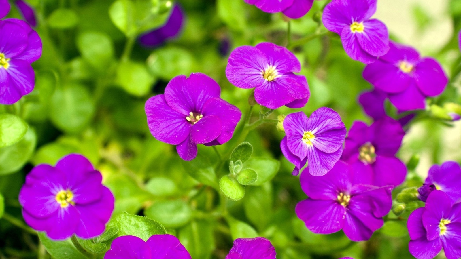 Весенние цветочки