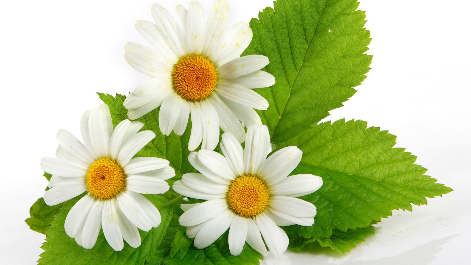 Три ромашки