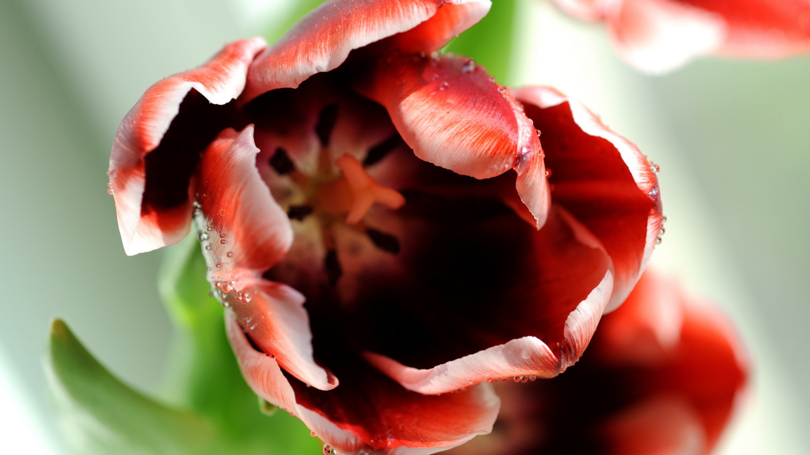 Раскрывшийся тюльпан