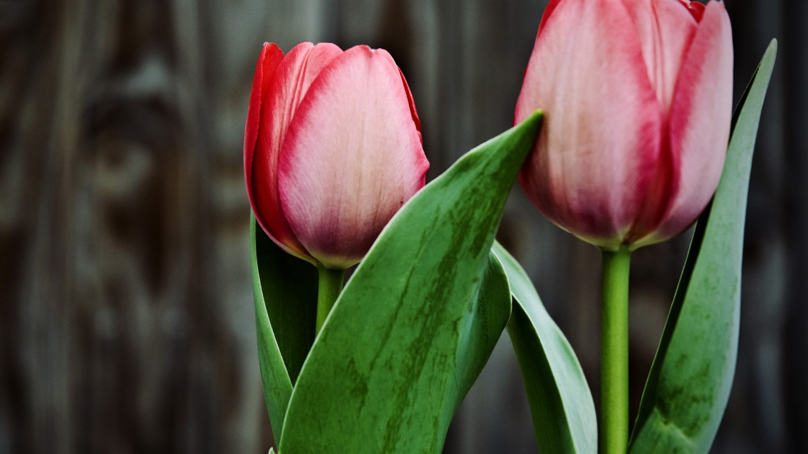 Два тюльпана