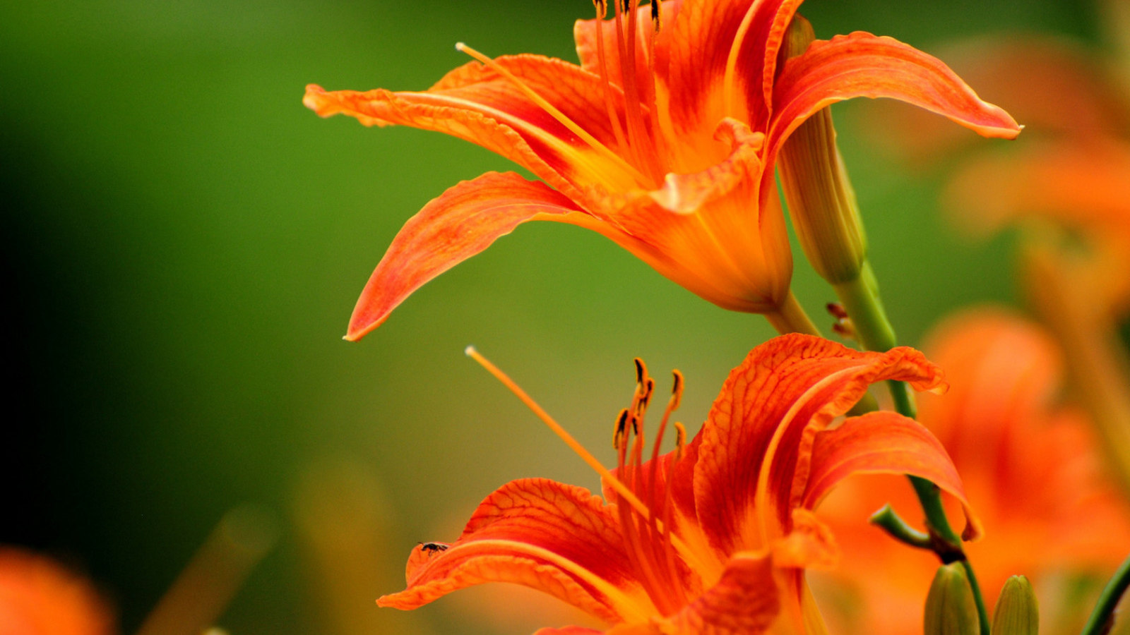 Яркие лилии