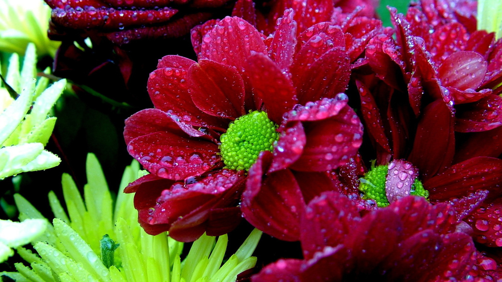 Мокрый букет