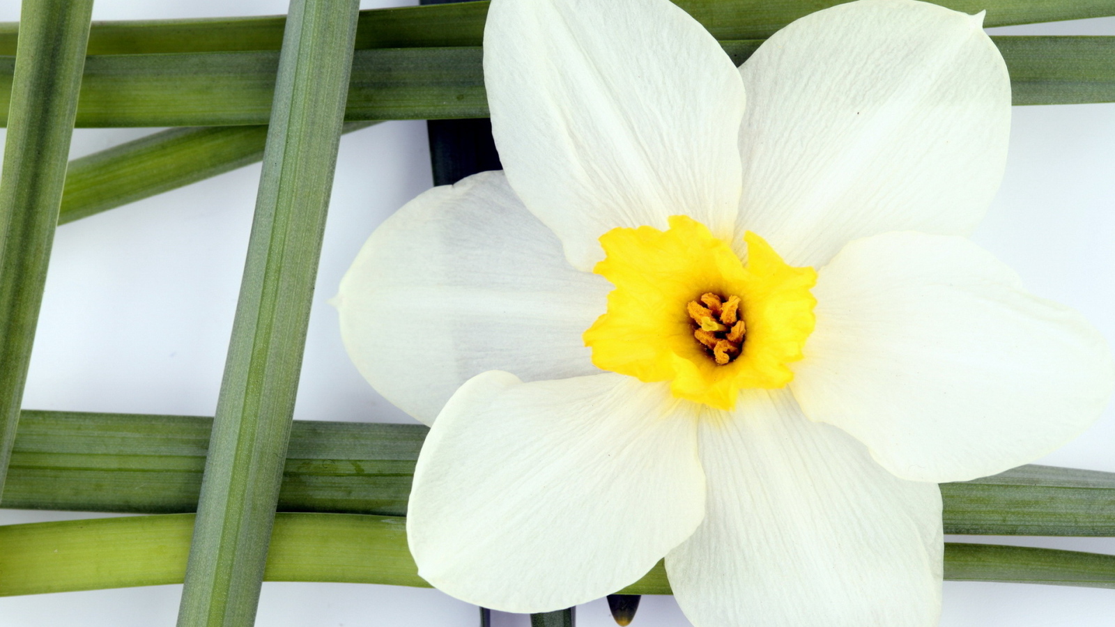 Белый нарцисс