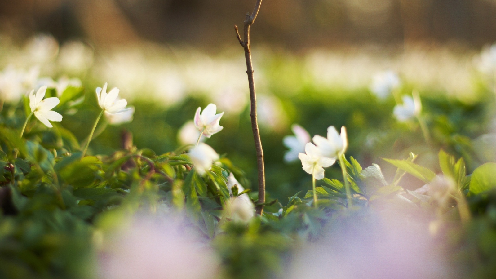 Белые цветочки