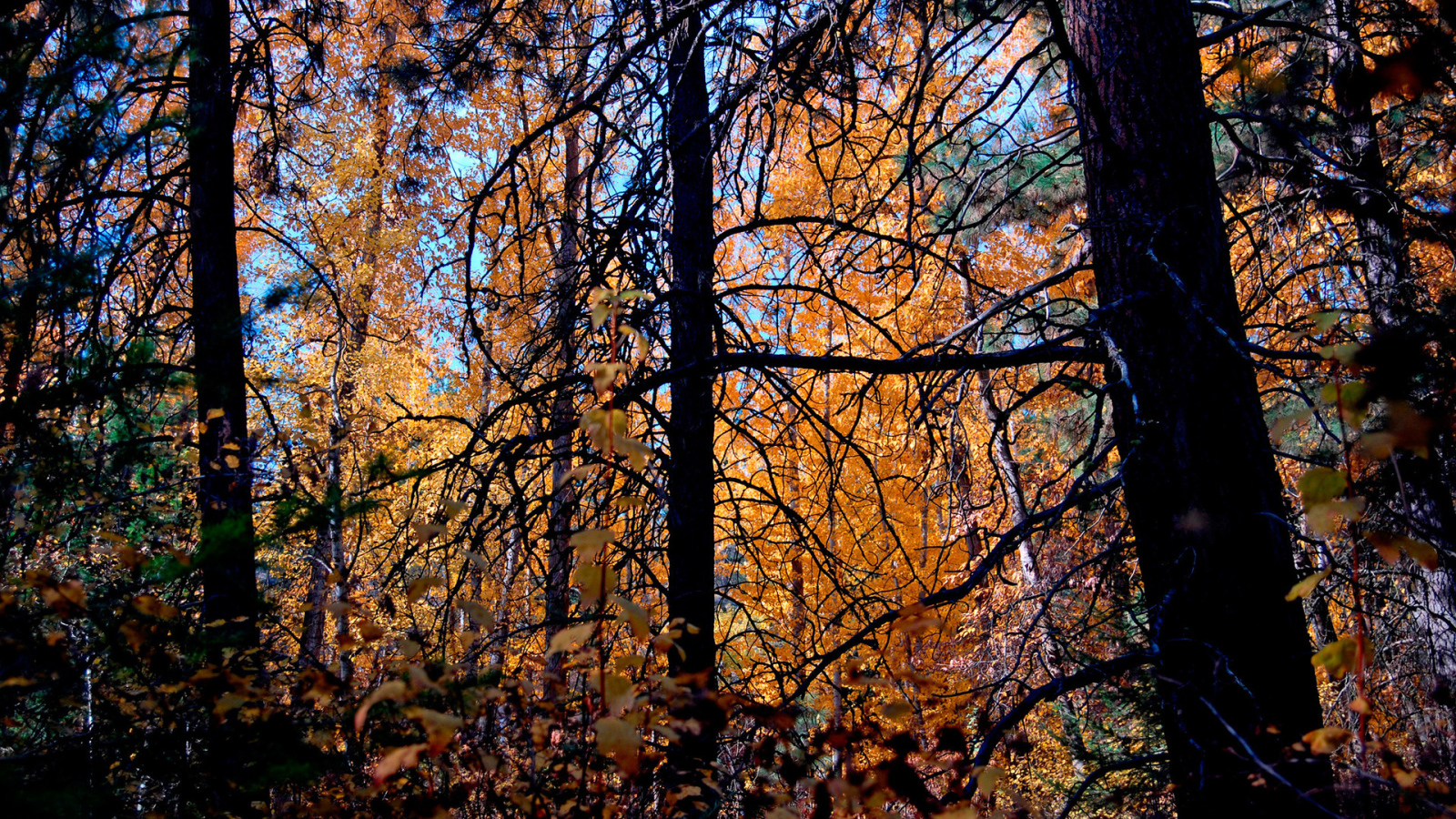 Осенние деревья