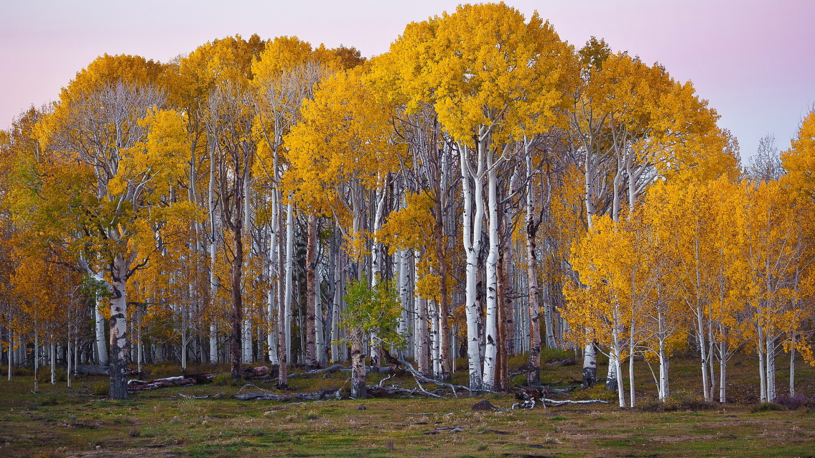Березовый лес