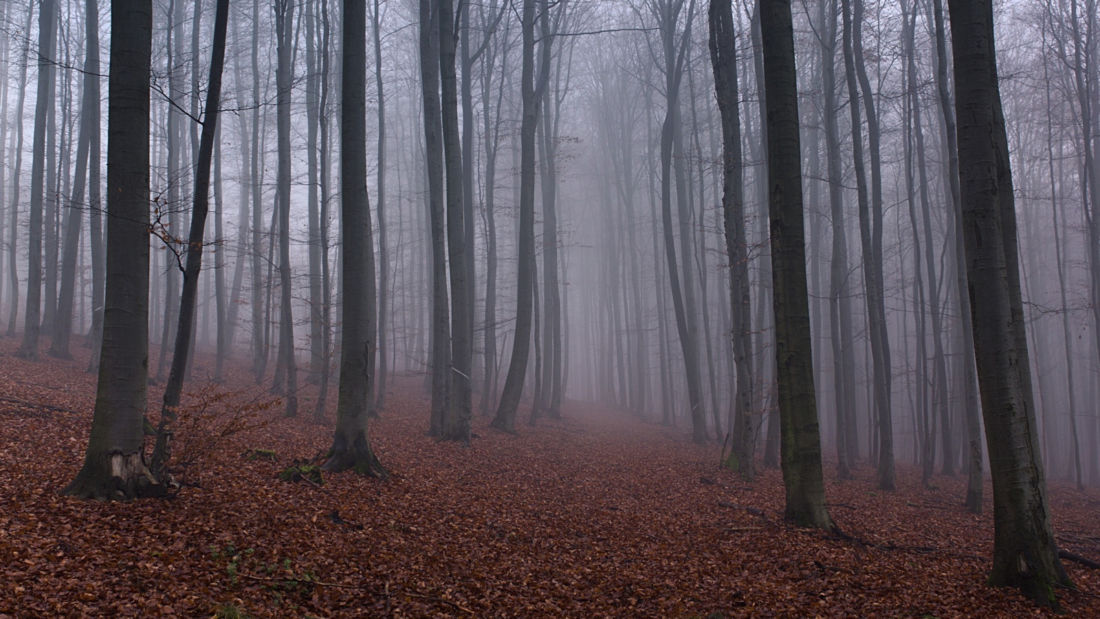 Опавшие листья