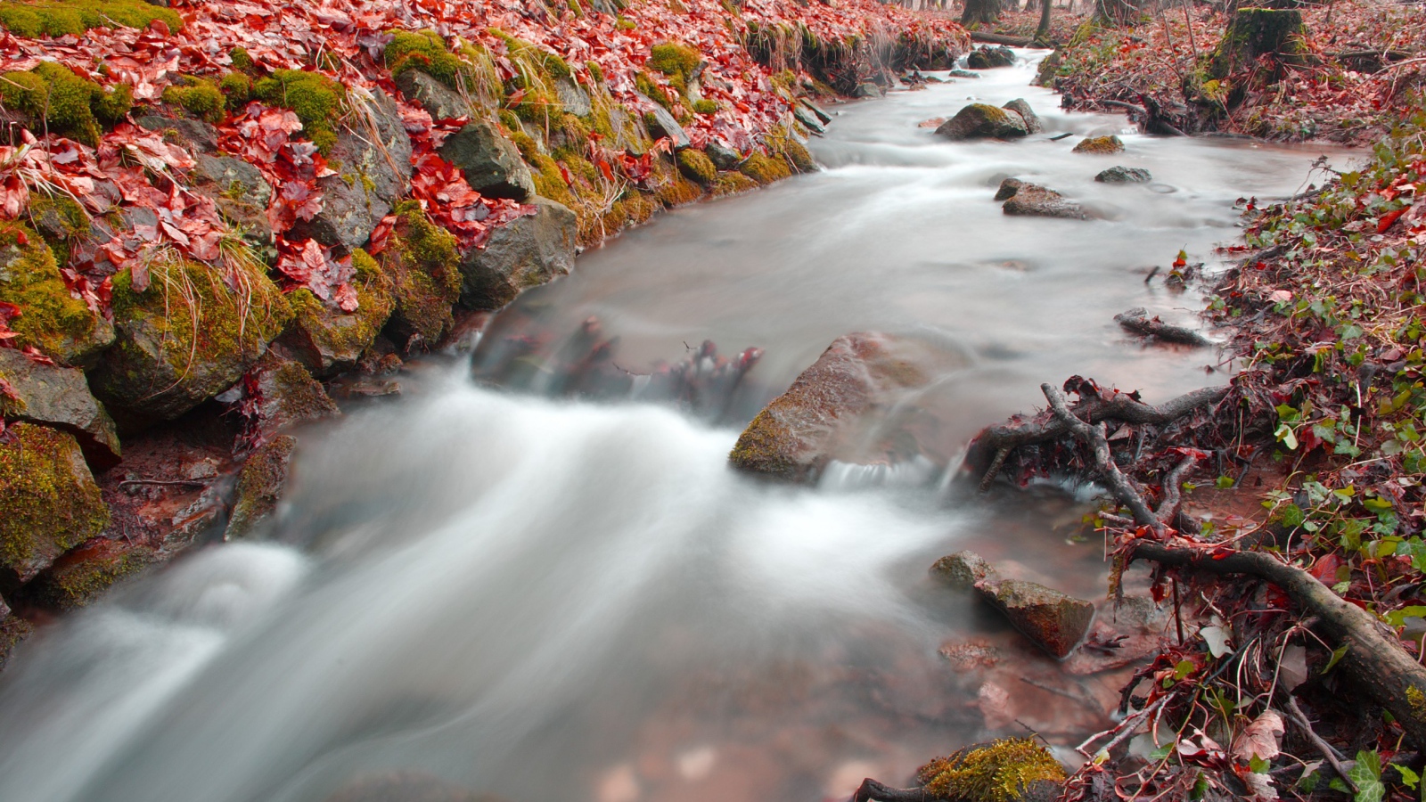 Лесная река