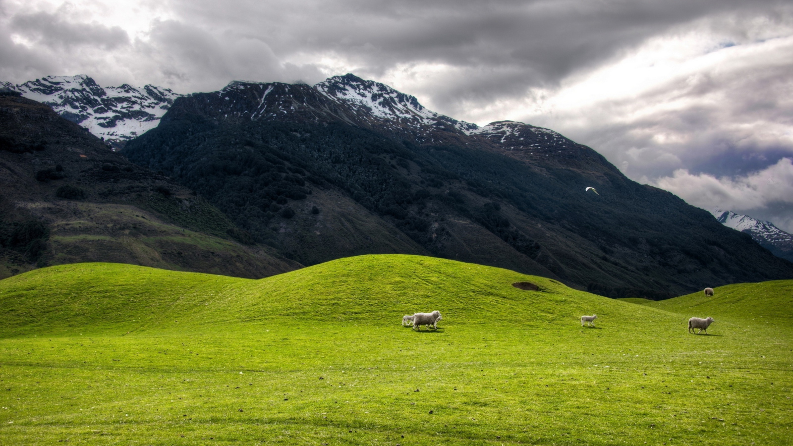 Высокогорное пастбище