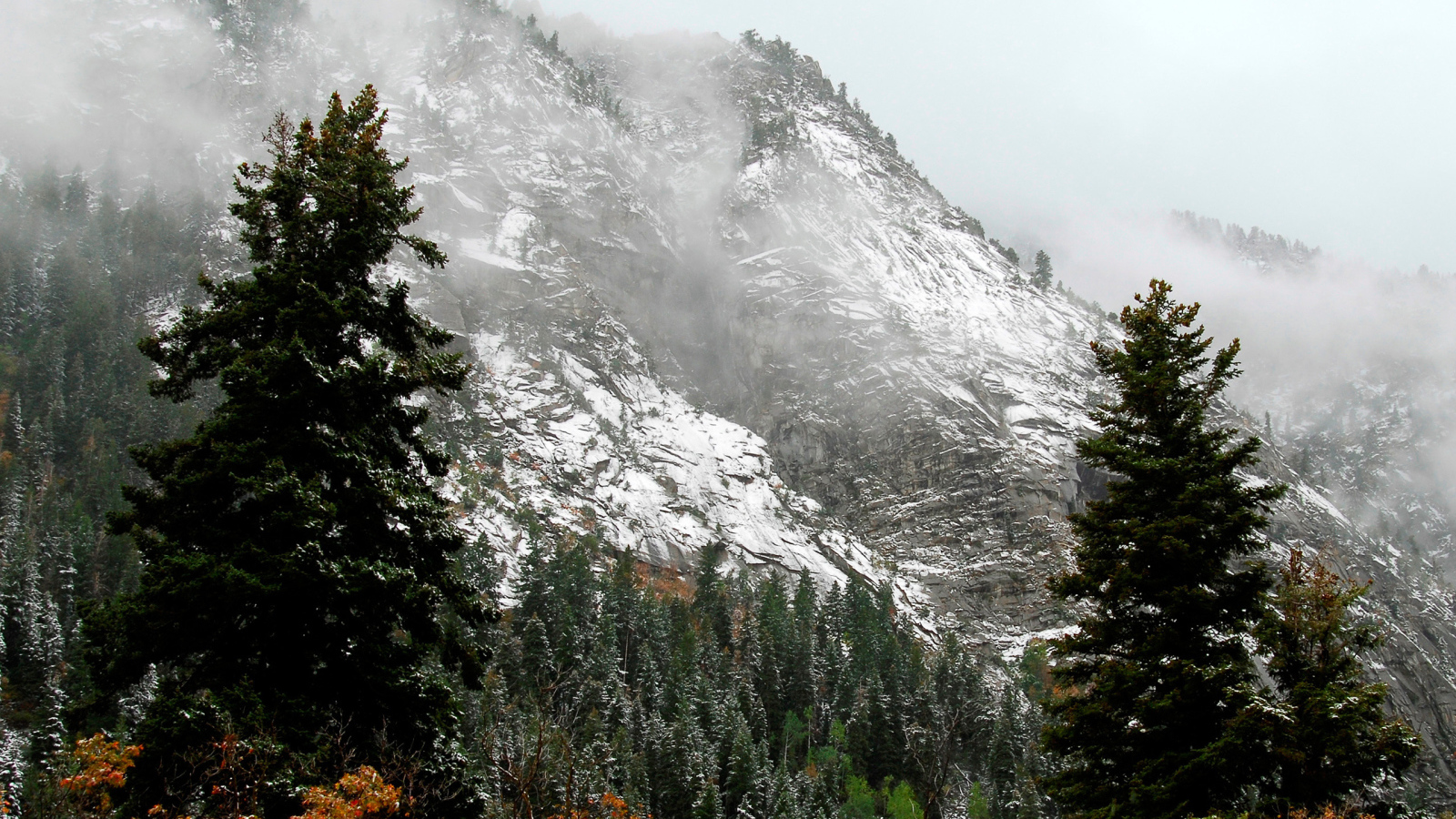 Лес на горных склонах