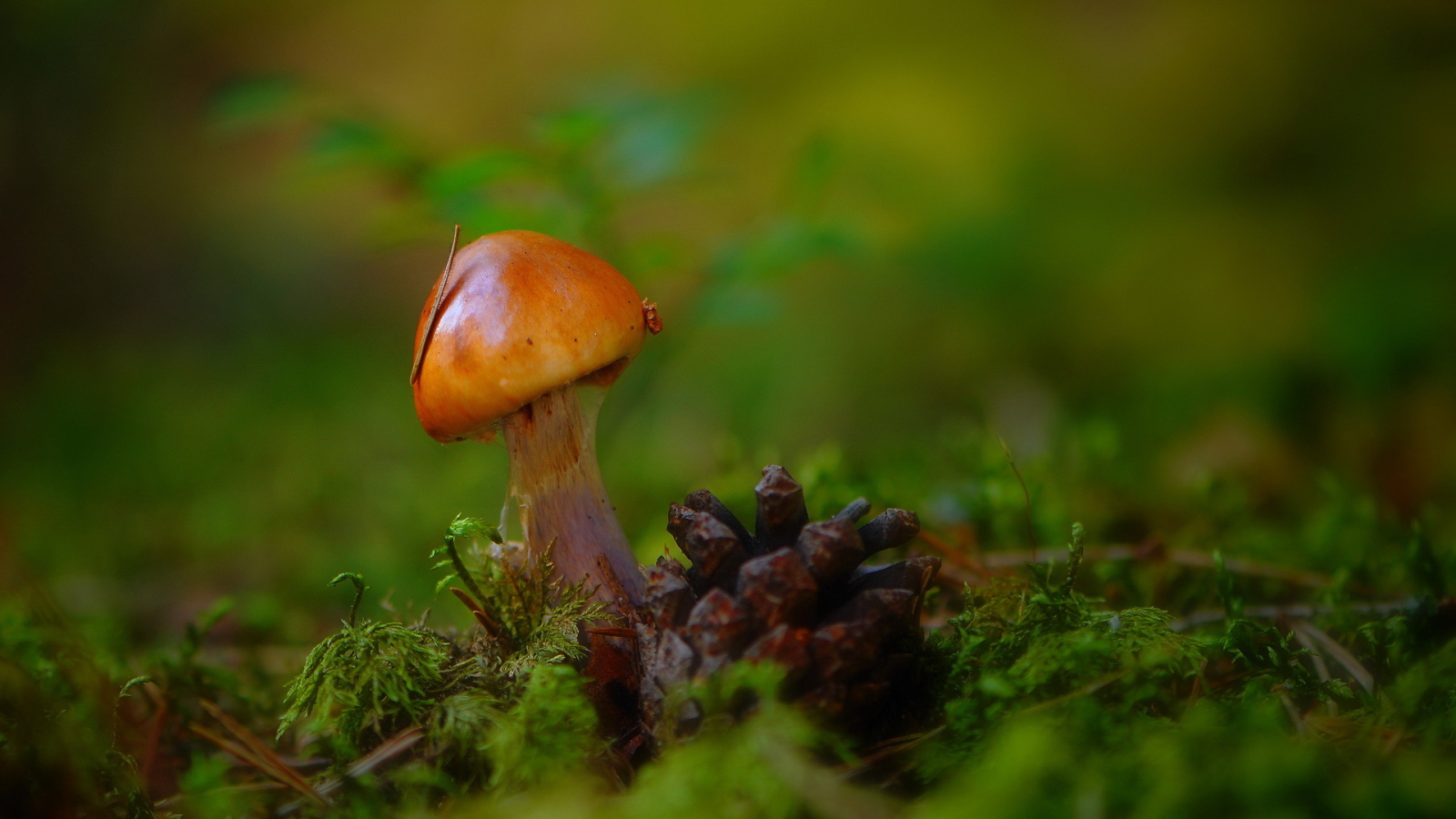 Гриб и шишка