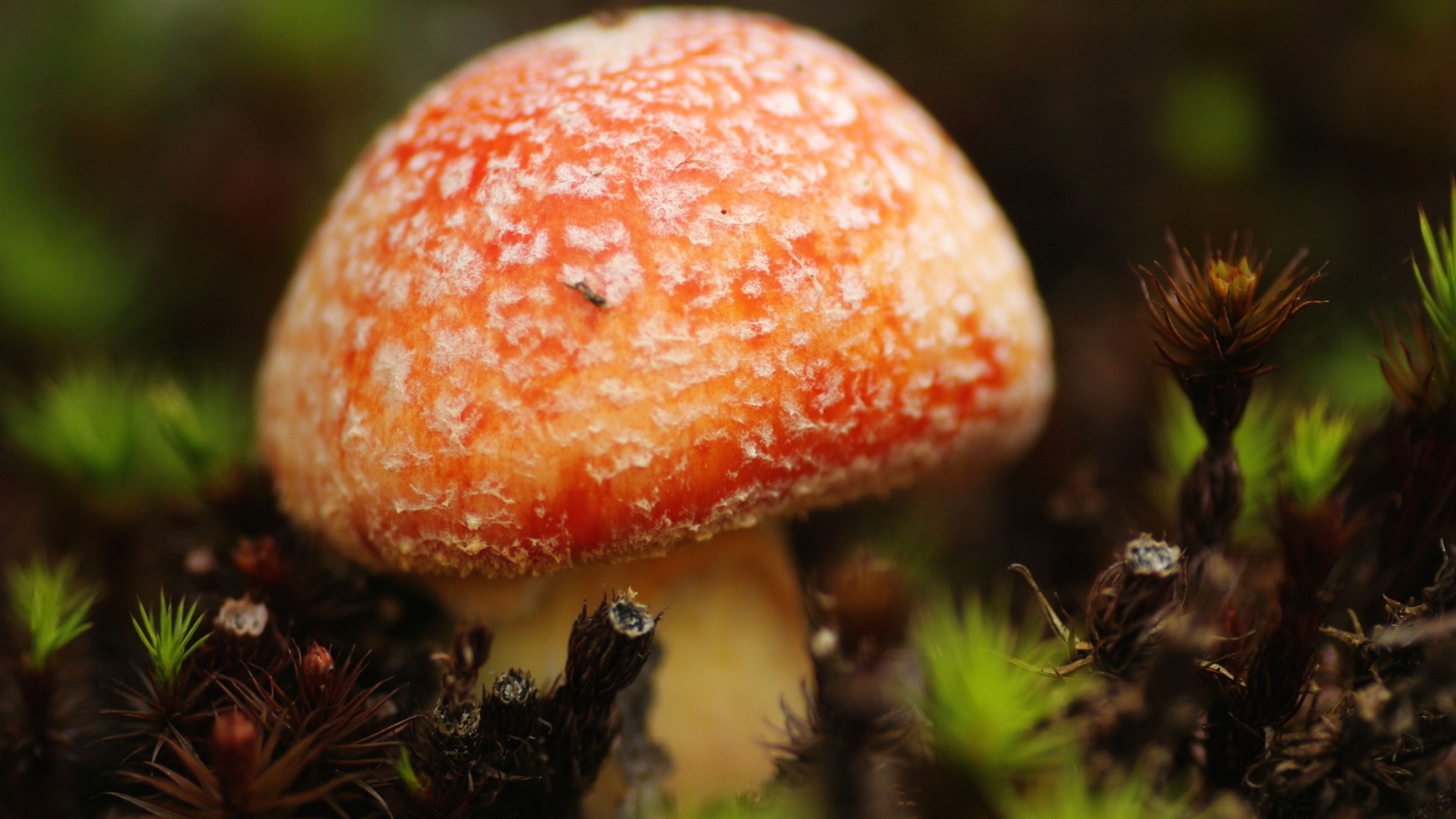 Маленький мухомор