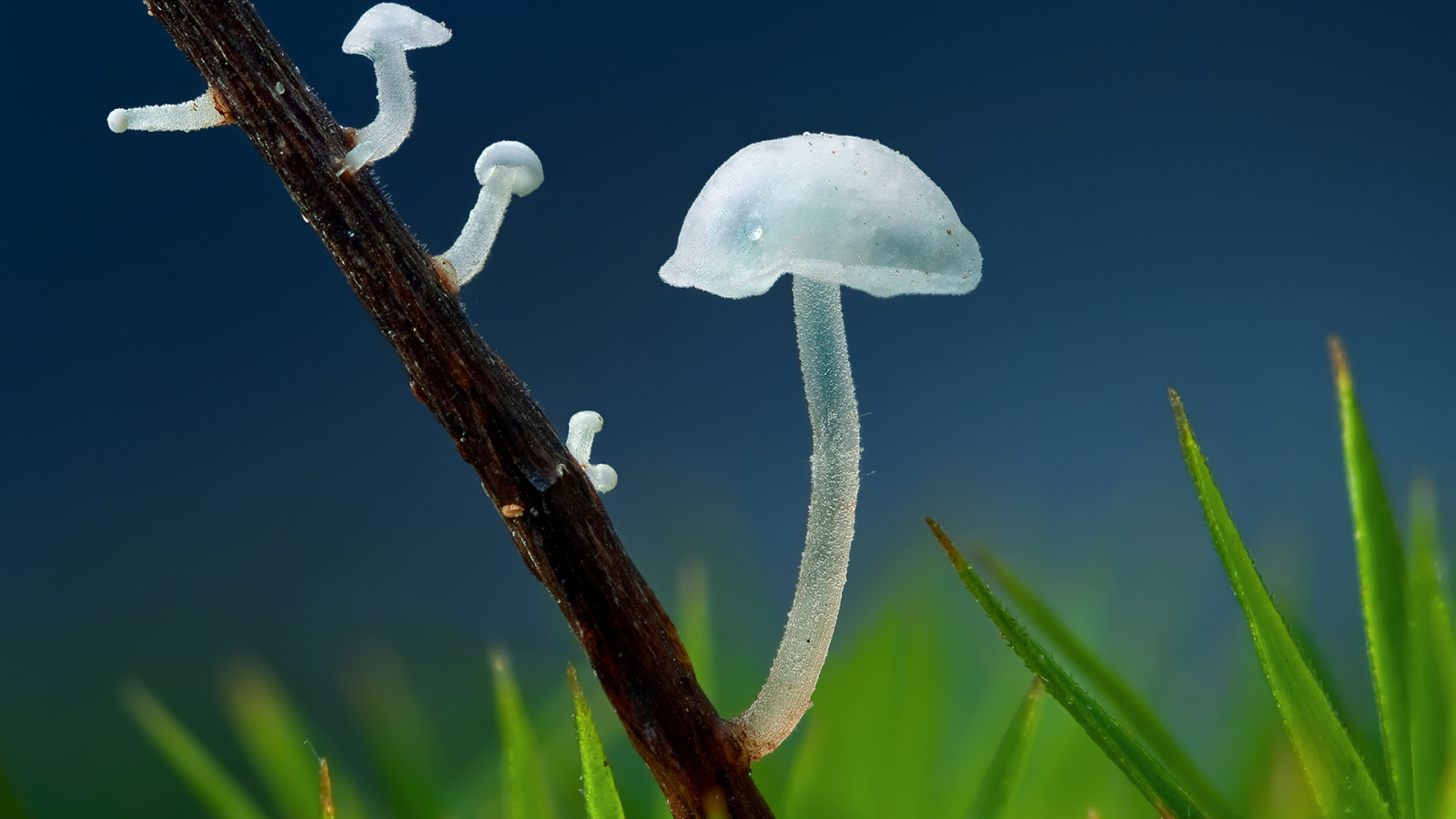 Прозрачные грибочки