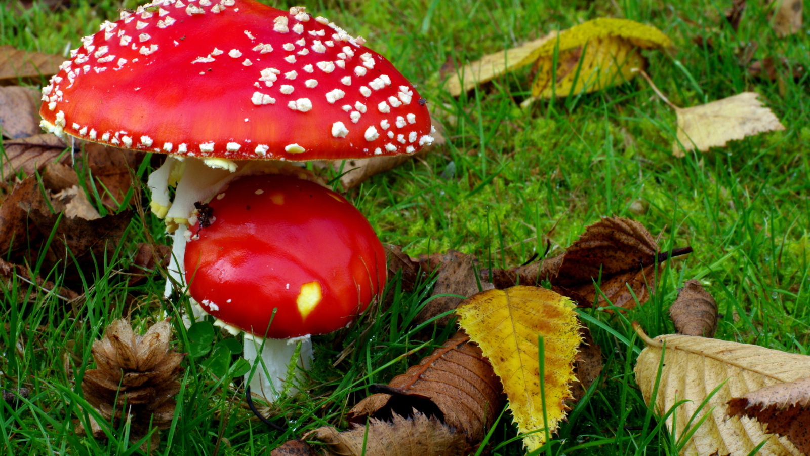 Два мухамора