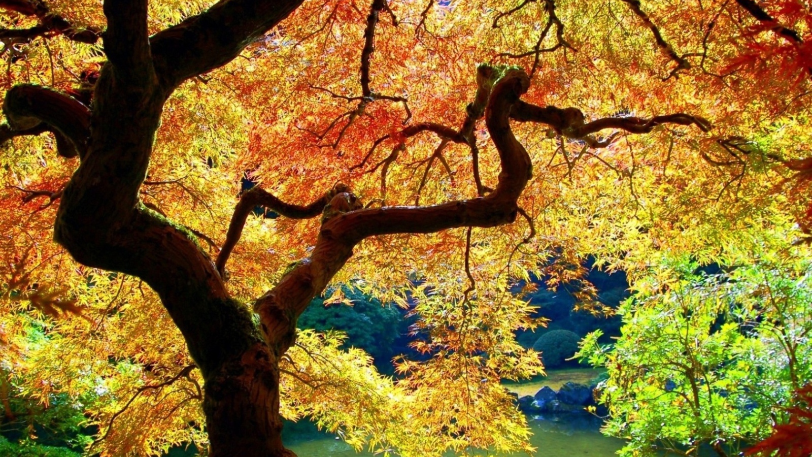 Осеннее дерево