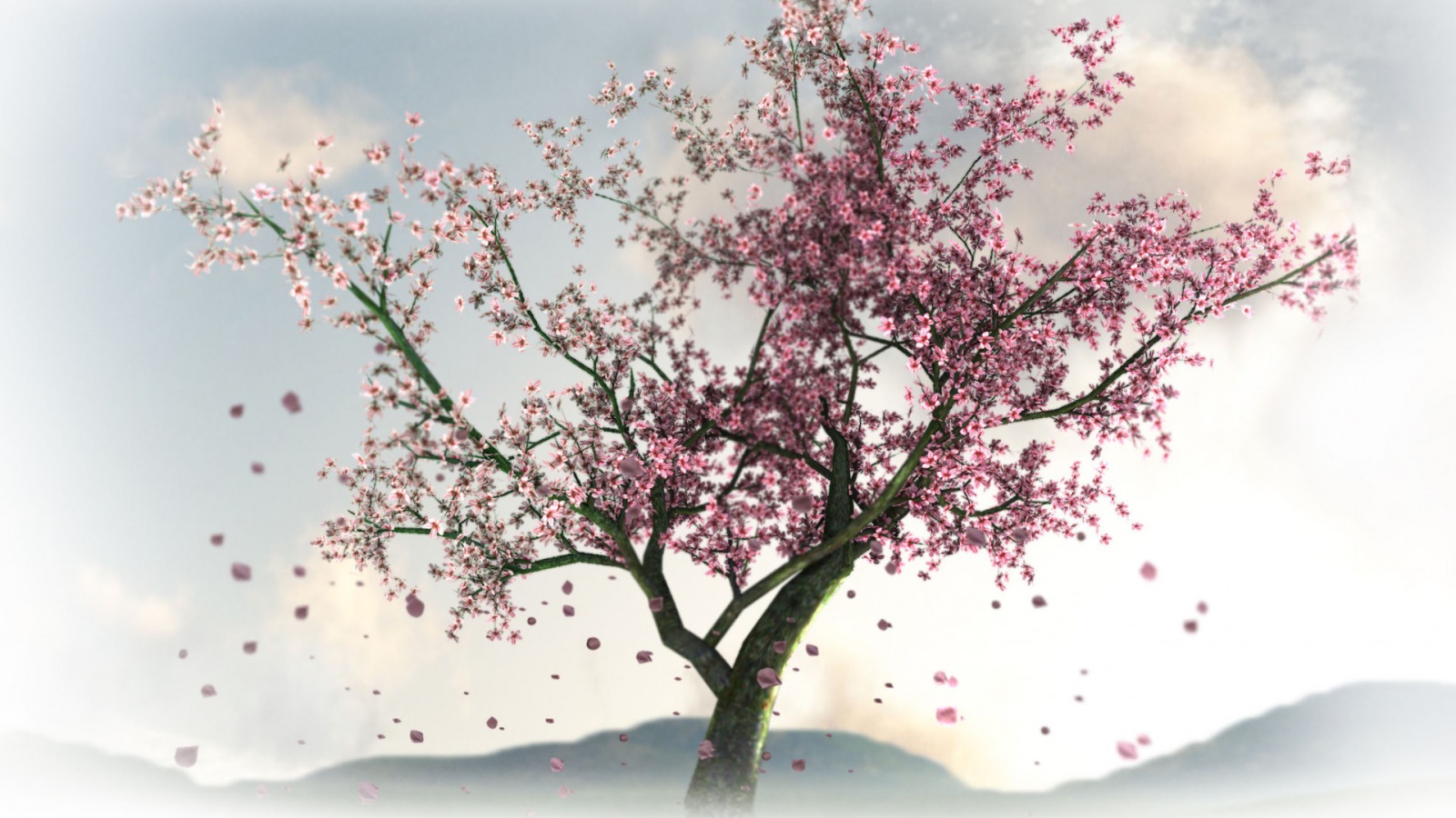 Цветущая сакура