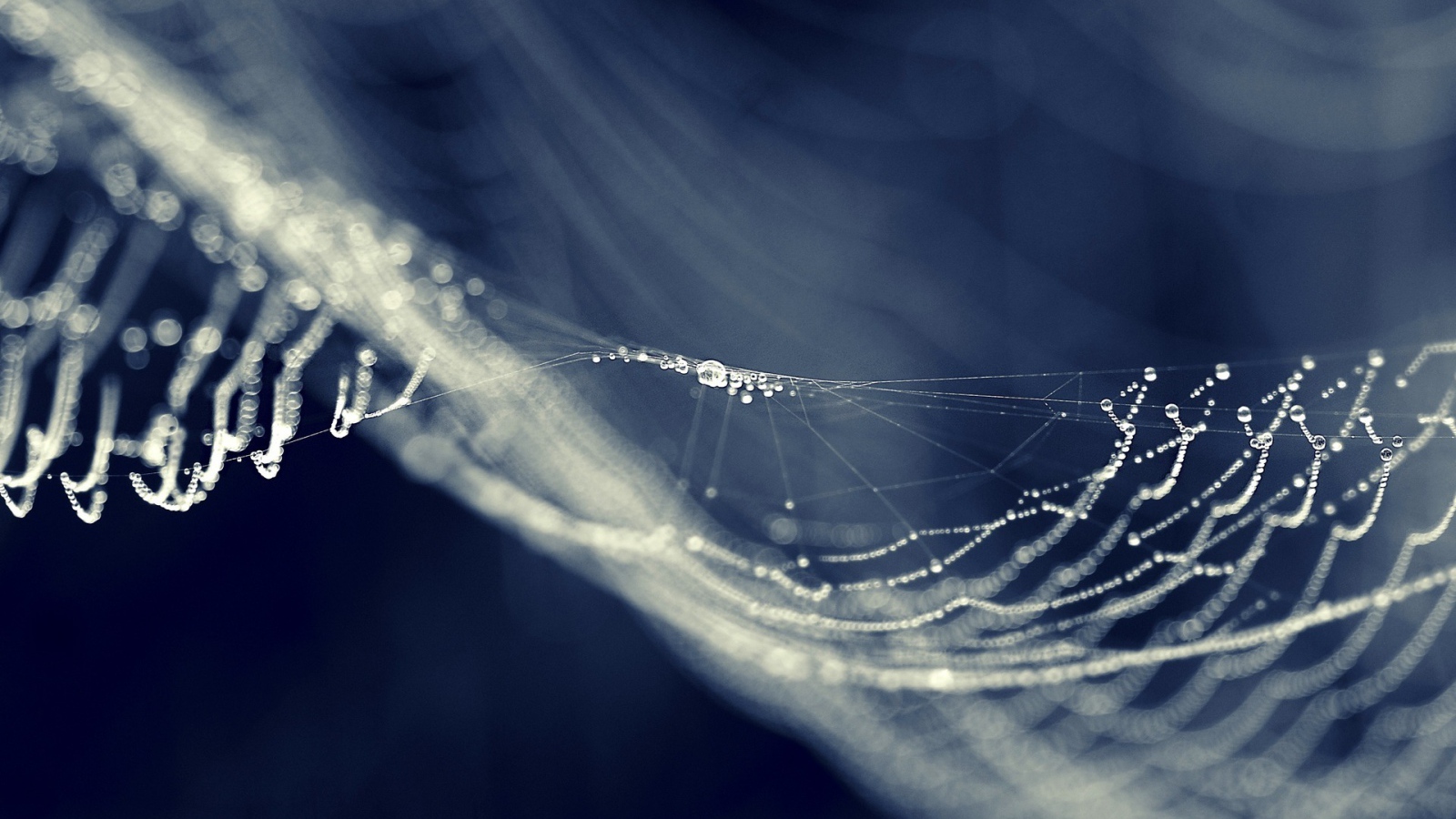 Капли на паутине