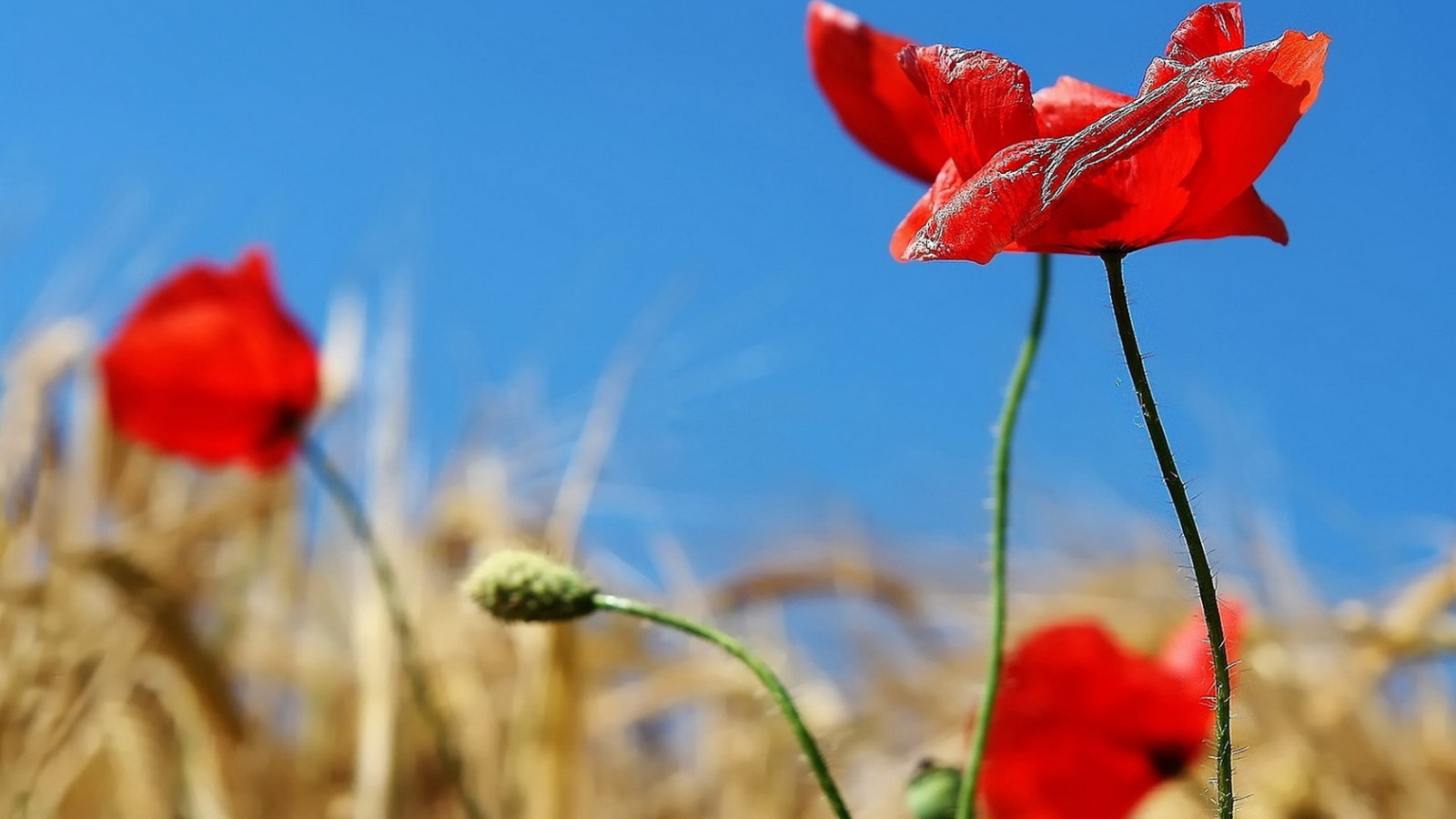 Алые маки