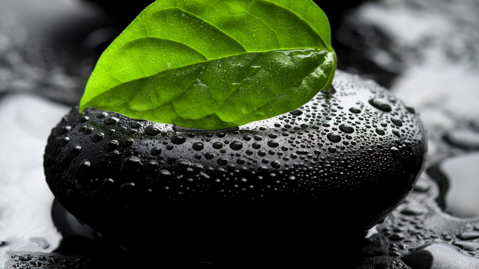 Камень и листок