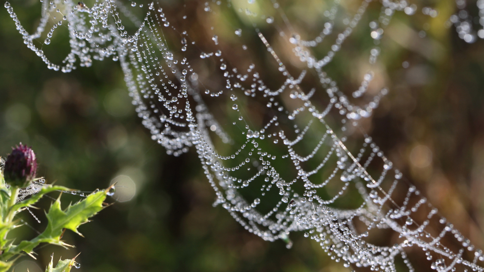 Водяные бусы