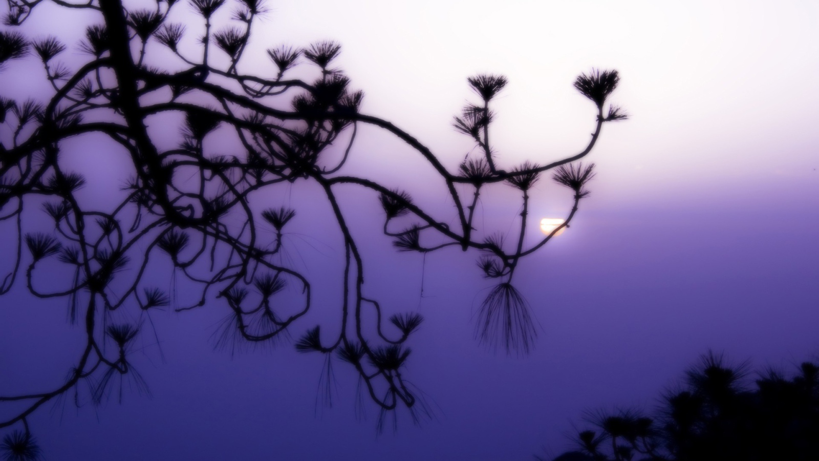 Фиолетовое небо